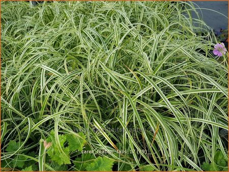 Carex &#39;Feather Falls&#39;