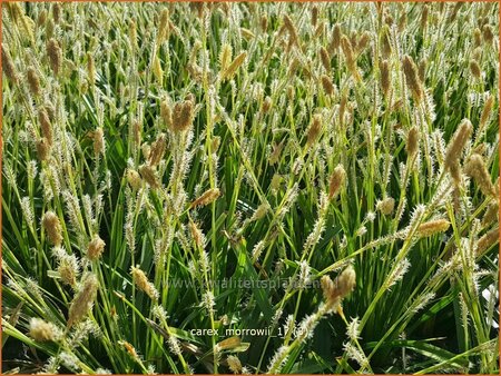 Carex morrowii