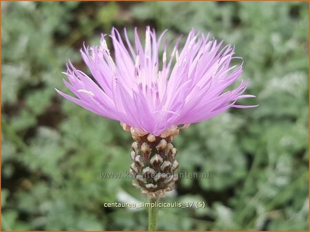 Centaurea simplicicaulis