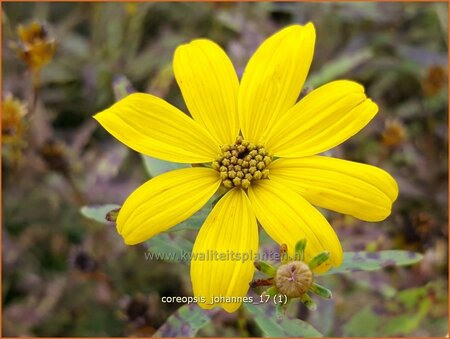 Coreopsis &#39;Johannes&#39;