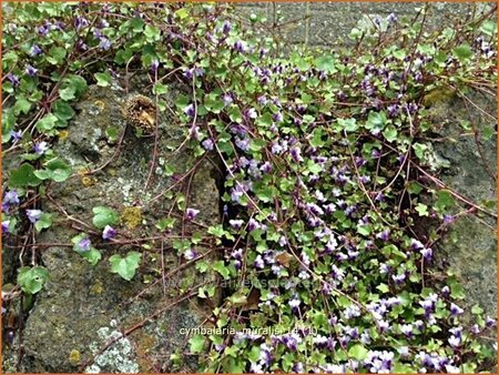 Cymbalaria muralis