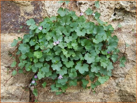 Cymbalaria muralis