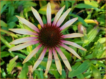 Echinacea purpurea &#39;Pink Tip&#39;