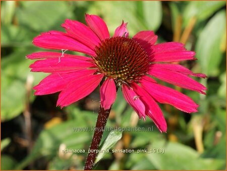 Echinacea purpurea &#39;Sensation Pink&#39;