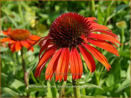 Echinacea purpurea &#39;Sombrero Adobe Orange&#39;