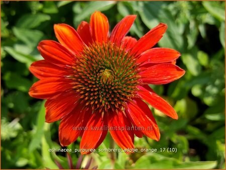 Echinacea purpurea &#39;Sombrero Adobe Orange&#39;