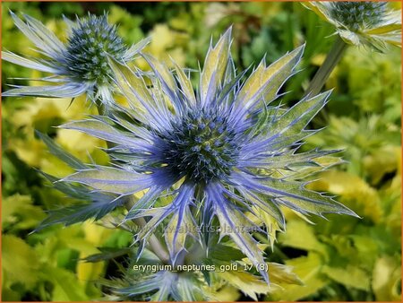 Eryngium &#39;Neptunes Gold&#39;