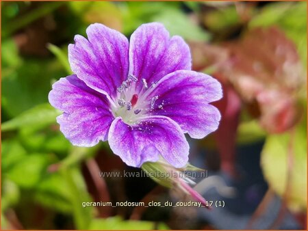 Geranium nodosum &#39;Clos du Coudray&#39;