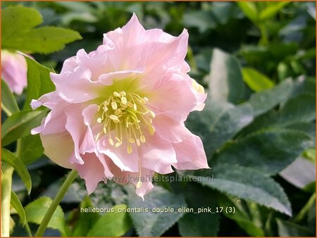Helleborus orientalis &#39;Double Ellen Pink&#39;