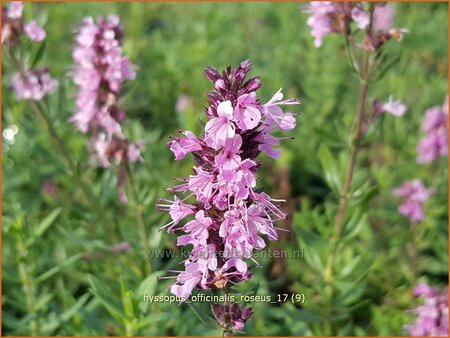 Hyssopus officinalis &#39;Roseus&#39;