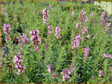 Hyssopus officinalis &#39;Roseus&#39;