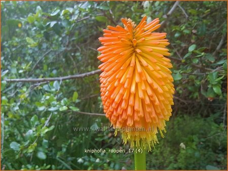 Kniphofia rooperi