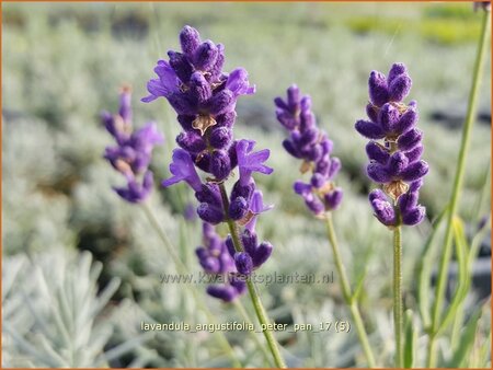 Lavandula angustifolia &#39;Peter Pan&#39;