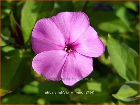 Phlox amplifolia &#39;Winnetou&#39;