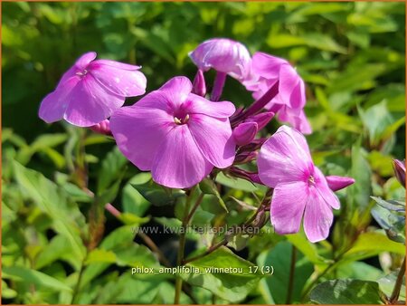 Phlox amplifolia &#39;Winnetou&#39;