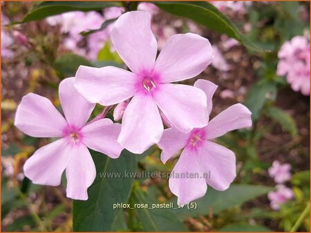 Phlox &#39;Rosa Pastell&#39;