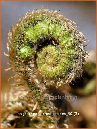 Polystichum acrostichoides