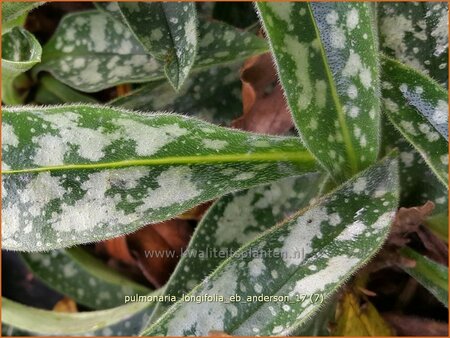 Pulmonaria longifolia &#39;E.B. Anderson&#39;