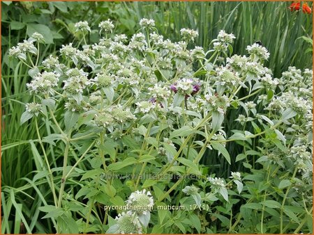 Pycnanthemum muticum