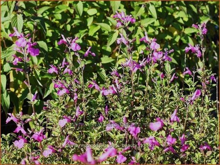 Salvia microphylla &#39;Pink Beauty&#39;