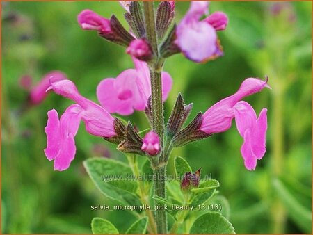 Salvia microphylla &#39;Pink Beauty&#39;