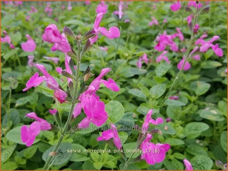 Salvia microphylla &#39;Pink Beauty&#39;