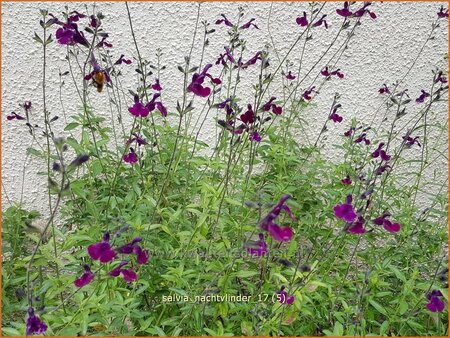 Salvia &#39;Nachtvlinder&#39;