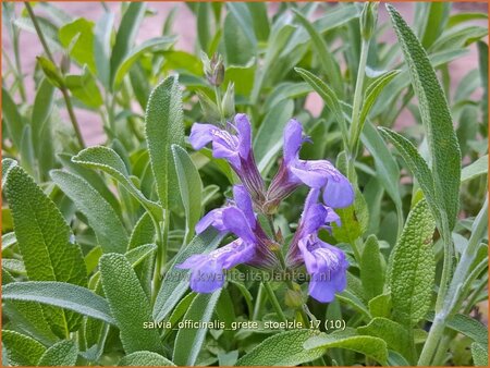 Salvia officinalis &#39;Grete Stölzle&#39;