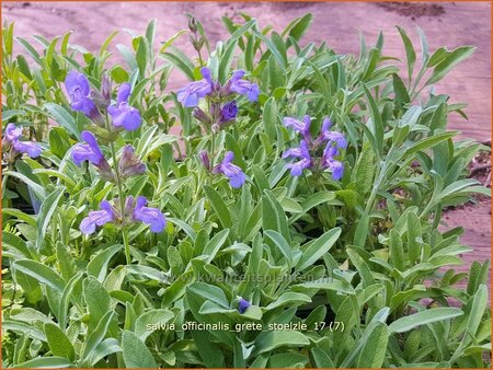 Salvia officinalis &#39;Grete Stölzle&#39;