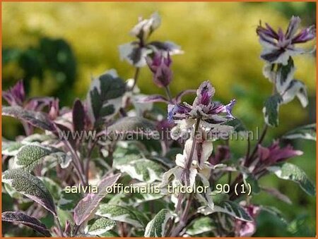 Salvia officinalis &#39;Tricolor&#39;