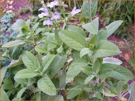 Salvia officinalis &#39;Würzburg&#39;