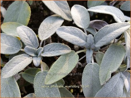 Salvia officinalis &#39;Würzburg&#39;