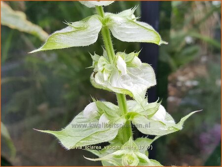 Salvia sclarea &#39;Vatican White&#39;