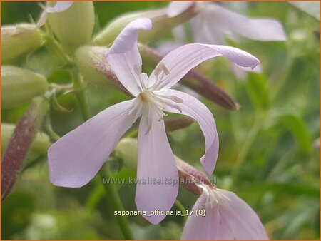 Saponaria officinalis