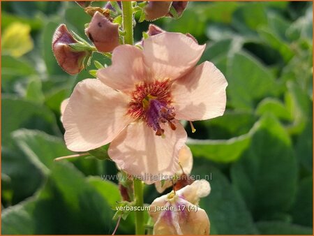 Verbascum &#39;Jackie&#39;