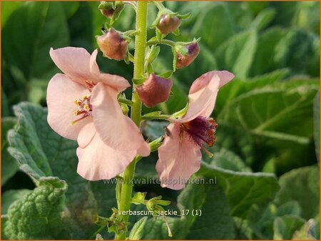 Verbascum &#39;Jackie&#39;