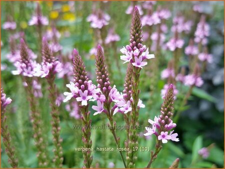 Verbena hastata &#39;Rosea&#39;