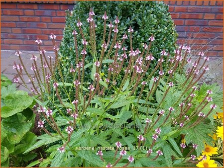 Verbena hastata &#39;Rosea&#39;