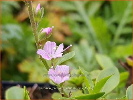 Veronica cantiana &#39;Kentish Pink&#39;