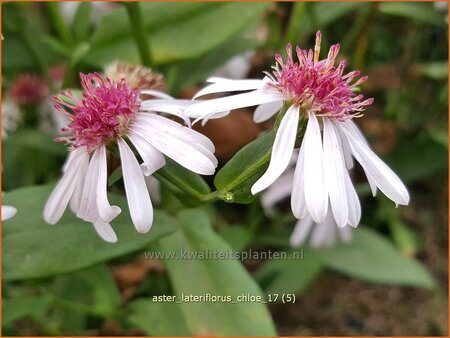 Aster lateriflorus &#39;Chloe&#39;