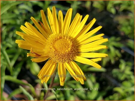 Buphthalmum salicifolium &#39;Alpengold&#39;