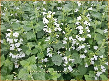 Calamintha nepeta &#39;Marvelette White&#39;