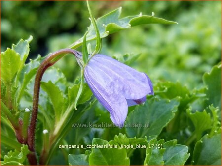 Campanula cochleariifolia &#39;Jingle Blue&#39;