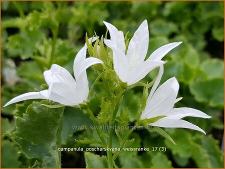 Campanula poscharskyana &#39;Weißranke&#39;