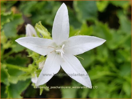 Campanula poscharskyana &#39;Weißranke&#39;