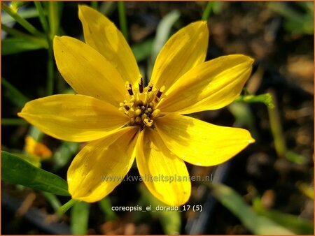 Coreopsis &#39;El Dorado&#39;