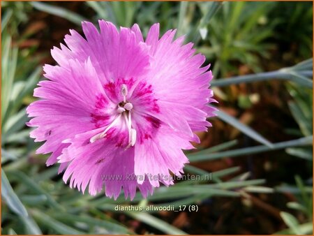 Dianthus allwoodii