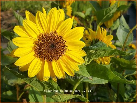 Helianthus &#39;Flying Saucers&#39;