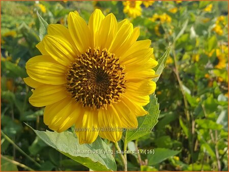 Helianthus &#39;Flying Saucers&#39;