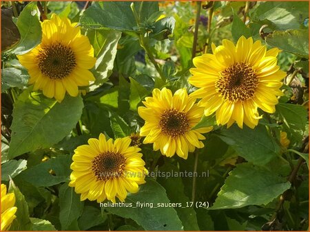 Helianthus &#39;Flying Saucers&#39;